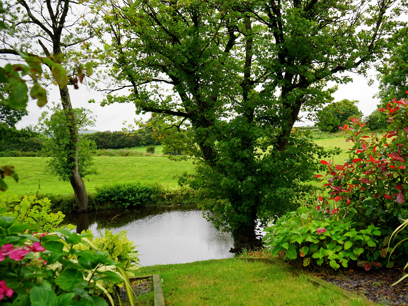 Garden with pond with large flowering tree